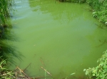 Nowlans-Lake-Boat-Launch2-July-9-2009.jpg