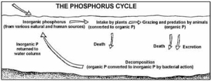 Phoscycle-EPA.jpg