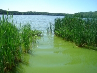 Nowlans-Lake-Boat-Launch-July9-2009.jpg